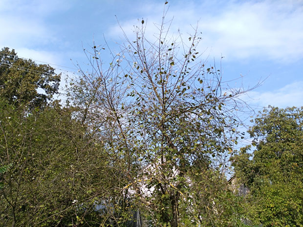 ФЕНОМЕН КОД ЛОЗНИЦЕ: Вишње опет процветале, предсказују хладну зиму